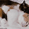 https://notafiles.ru/images/gif/1/019.gif