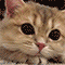 https://notafiles.ru/images/gif/1/059.gif
